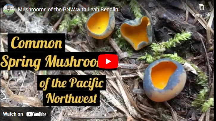 Spring Mushrooms of the PNW video with Leah Bendlin now available